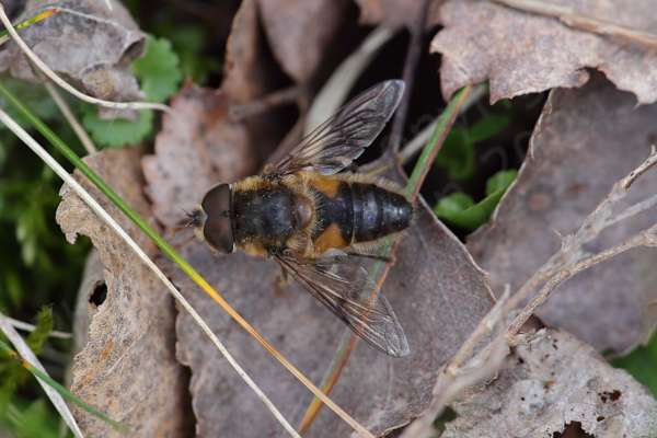 A rather hairy insect not unlike a honey bee with similar golden brown to dark brown colouration and partially open wings.