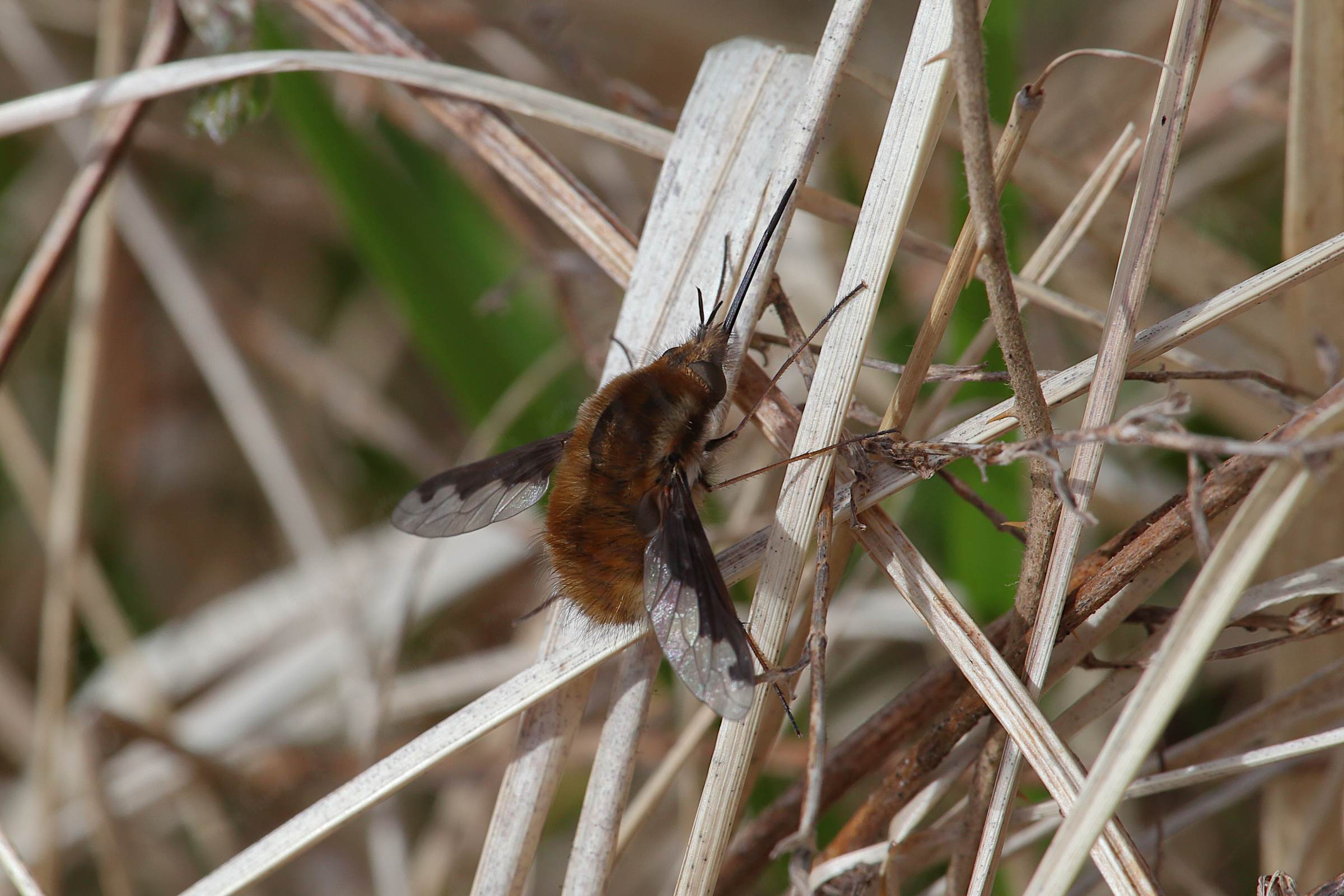 Beeflys are remarkable looking insects with lots of fluffy looking brown fur and a huge proboscis easily over half their total body length long.