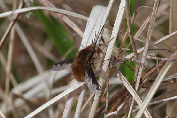 Beeflys are remarkable looking insects with lots of fluffy looking brown fur and a huge proboscis easily over half their total body length long.