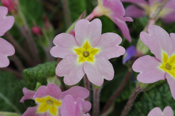 With five deeply notched petals in a glorious pink colour giving way to a bright yellow star shaped inner with deeply recessed stamens this bunch of flowers looks like a pink version of the Wild Primrose.