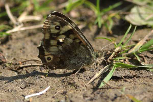 The Speckled Wood Butterfly is a brown medium sized Butterfly with lots of cream coloured blotches and eye spots on the upper wings.