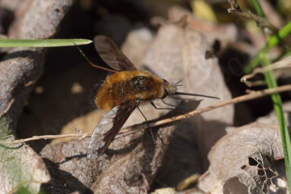 A fluffy golden brown Bee Fly is sun bathing on some of last years fallen leaves.