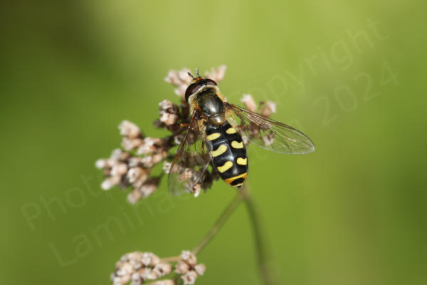 Resting on a dried seedhead is a nice looking Hoverfly with yellow hairs on it's black thorax and two rows of very distinctive lemon yellow patches running down it's abdomen.