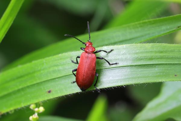 The Red headed Cardinal Beetle shown here is a fairly long beetle in a deep terracotta red colour with glossy black legs and antenna.