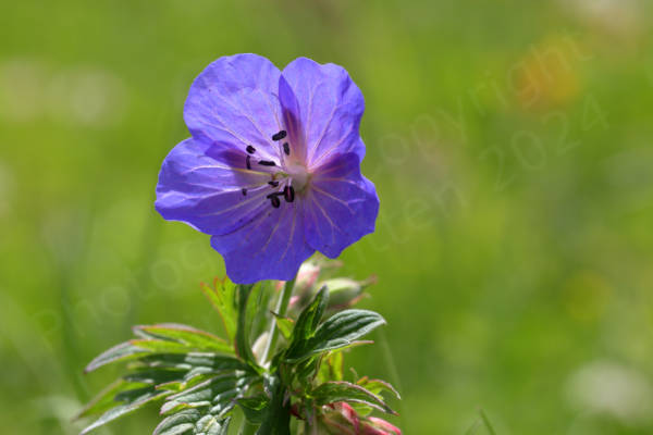 The sun is shining through a beautiful light blue to lilac coloured large flower with five broad petals radiating from a small whitish centre which houses long white stamens with indigo anthers.