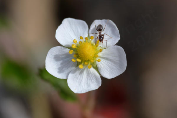 A small white petalled Wild Strawberry flower with bright yellow anthers has an ant walking across it.