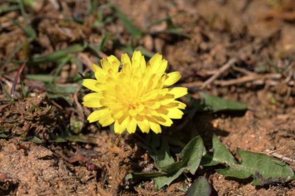 A bright yellow Dandelion flower complete with small fly in an otherwise sparsely vegetated area.