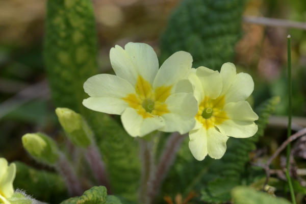 A couple of Common Primrose flowers with pale yellow petals and darker yellow centres.