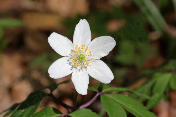 A single Wood Anemone flower with 6 long white petals and bright yellow anthers.