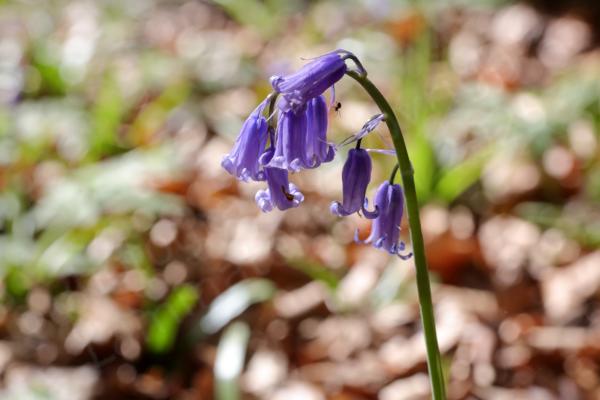 A single Bluebell stem is home to several individual flowers and a small spider.