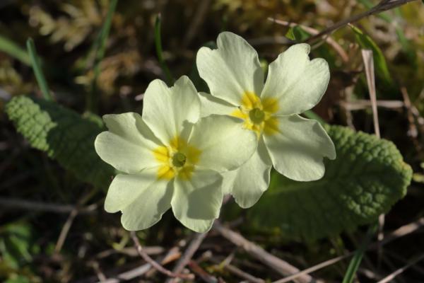 Two large pale yellow Common Primrose flowers darker yellow towards the centre are enjoying the dappled shade.