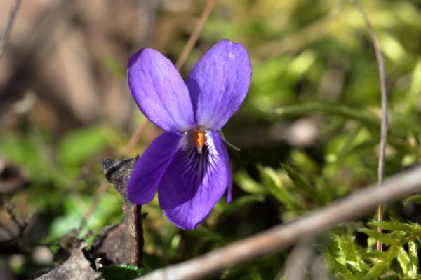 A Violet in full bloom displaying 5 bright purple petals fading to white towards the middle.