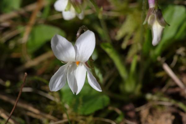Very similar in appearance to the purple Violets apart from the petals which are completely white.