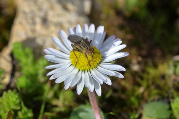 A small Daisy flower with white petals and yellow centre is the centre of attention for a hungry fly.
