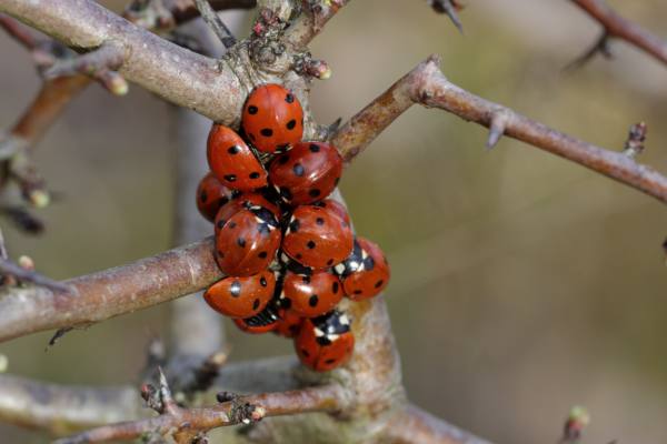 A loveliness of 7 Spot Ladybirds clustered together on the stem of a young tree.