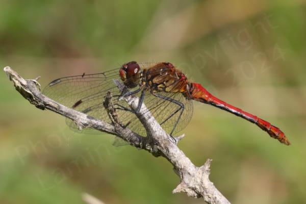 Superficially similar to the Common Darter the Ruddy Darter is a smallish Dragonfly with the same habit of resting on sticks but the mature male is a rich red colour and the females yellow brown both have dark black legs with no vertical stripes.