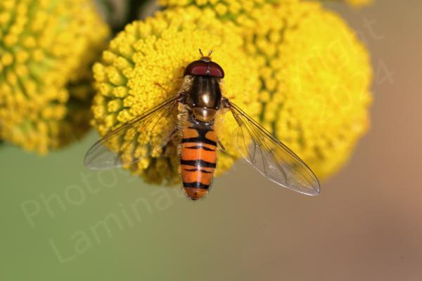 The Marmalade Hoverfly is a medium sized hoverfly with distinctive moustache shaped black markings on its orange abdomen.
