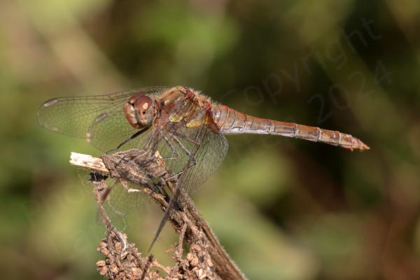 The Common Darter is a smallish Dragonfly with a habit of perching on branches waiting for its prey and varies in colour from bright red in males to dullish yellow brown in females and various shades in between.