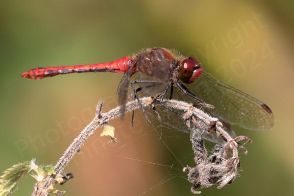 Superficially similar to the Common Darter the Ruddy Darter is a smallish Dragonfly with the same habit of resting on sticks but the mature male is a rich red colour and the females yellow brown both have dark black legs with no vertical stripes.