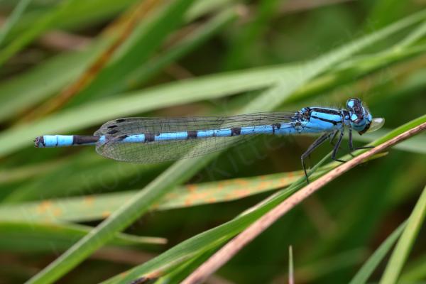 The mature male Common Blue Damselfly is a bright blue medium sized Damselfly with very distinctive small black mushroom shaped markings along the upper half of its abdomen.