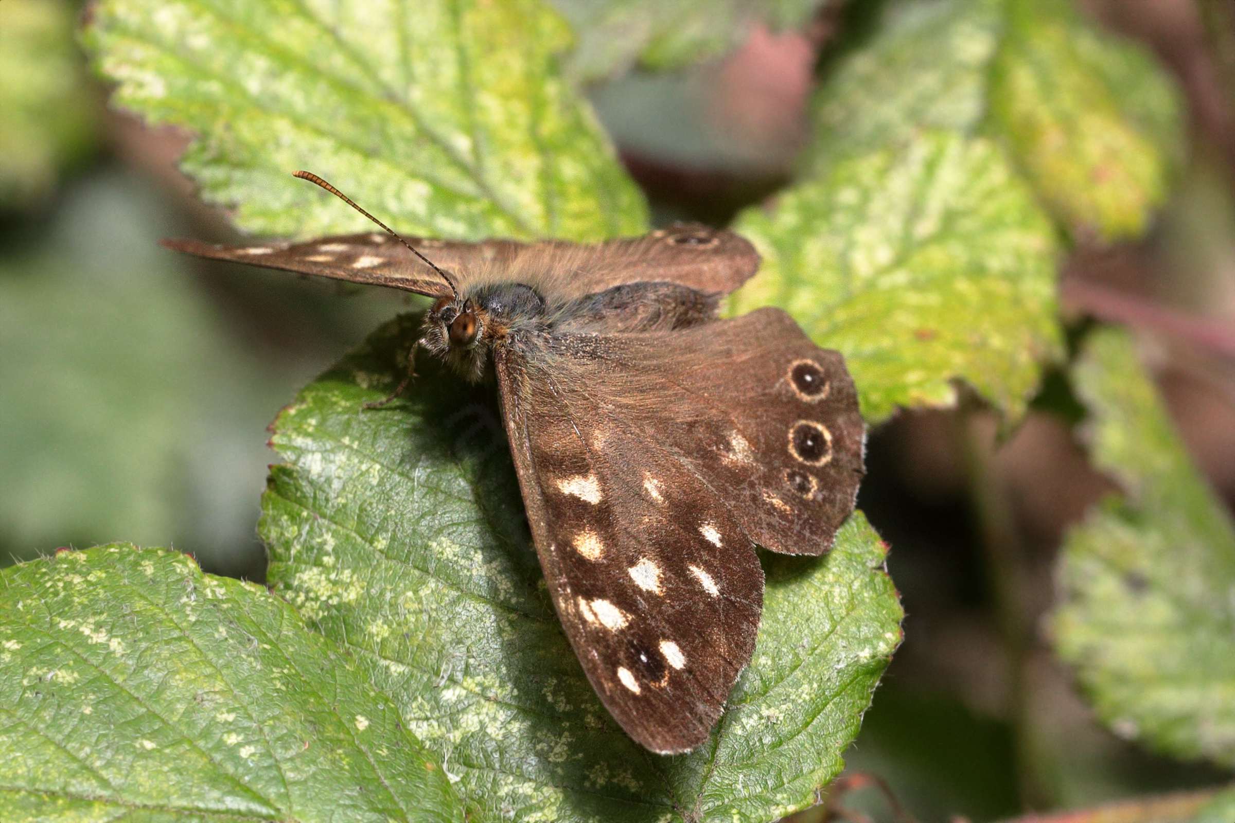 A brown and cream Speckled Wood Butterfly resting with it's wings open.