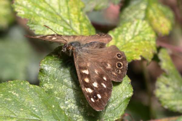 A brown and cream Speckled Wood Butterfly resting with it's wings open.