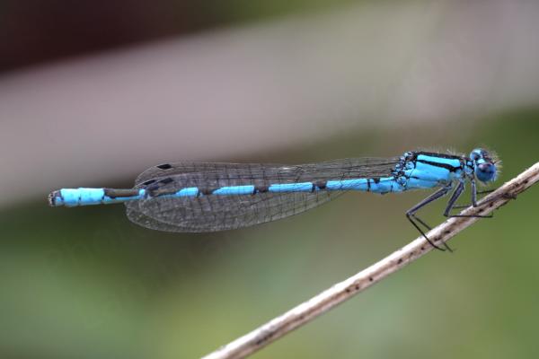 A bright blue male Common Blue Damselfly at rest on a plant stem.