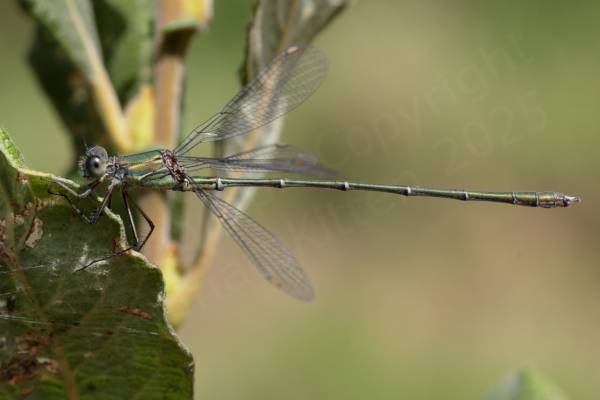 A pale metallic green male Willow Emerald Damselfly clutching the edge of a leaf.