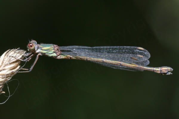 A female Willow Emerald Damselfly metallic green in colour apart from the paler cream undersides.