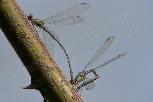 A pair of Willow Emerald Damselflies mating with the feamle at the rear laying her eggs on a branch overhanging the water.