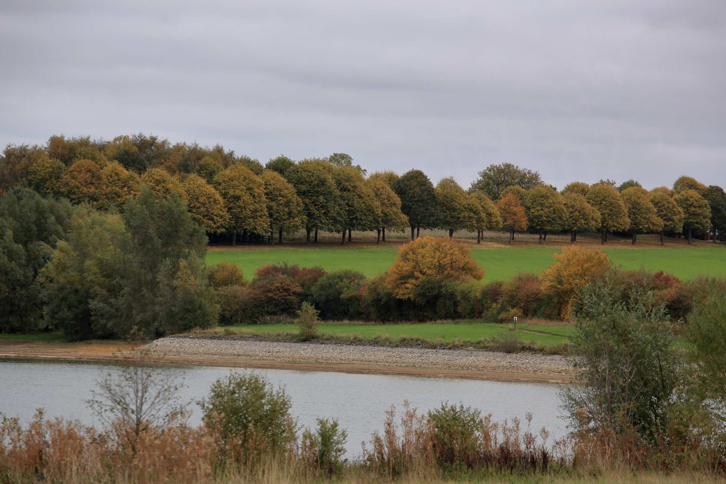 A view across part of Pitsford Reservoir with a cloudy sky overlooking an avenue of trees showing autumnal hues.