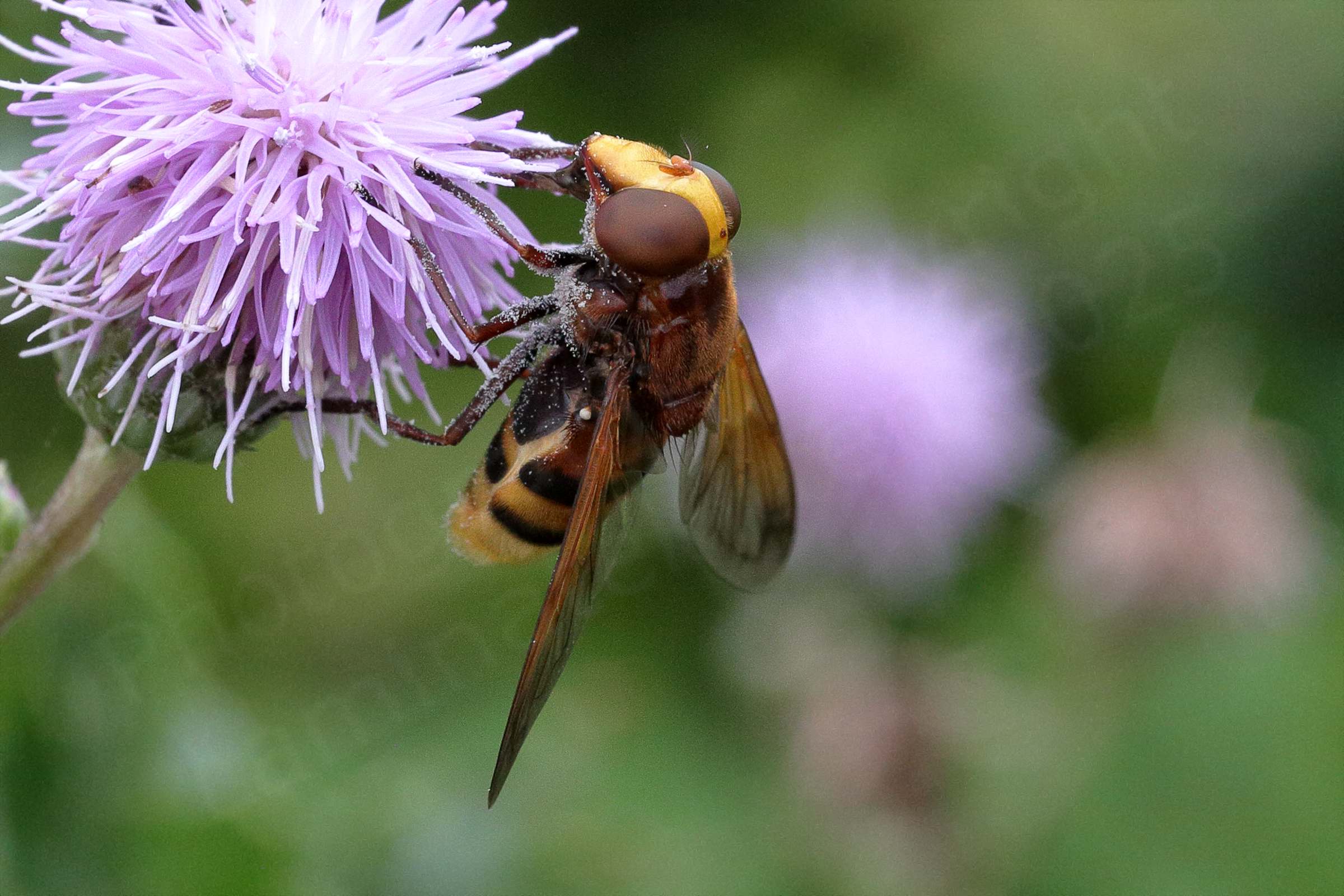 A large brown and golden yellow Hoverfly is feeding on a Thistle flower.
