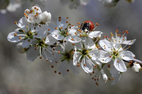 A clump of vibrant white Blackthorn Blossom with a Seven Spot Ladybird giving it a close inspection.