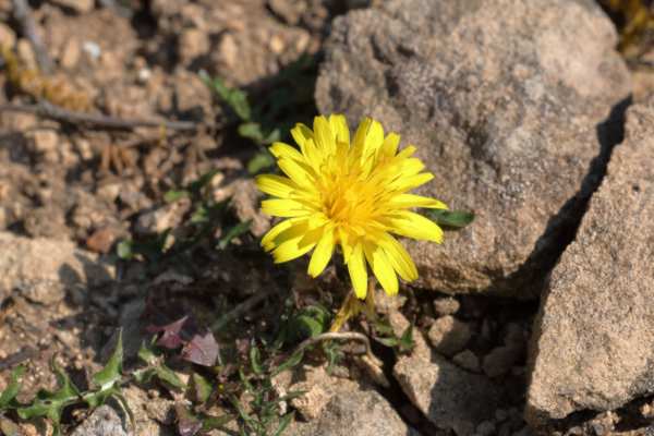 A small bright yellow Dandelion growing in very rocky terrain.