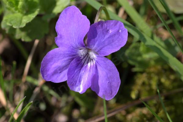 A flower with five large purple petals which fade to white near the centre.