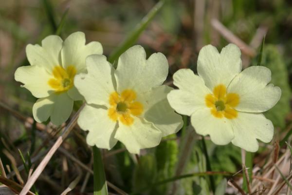 Three Common Primrose flowers each with five notched petals mostly pale yellow apart from the innermost area which is almost orange in colour. 