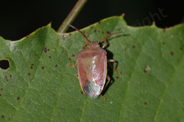 The adult Gorse Shieldbug has reddish purple colouration over the usual green in the autumn a yellow to light green connexivum and bright red antenna.