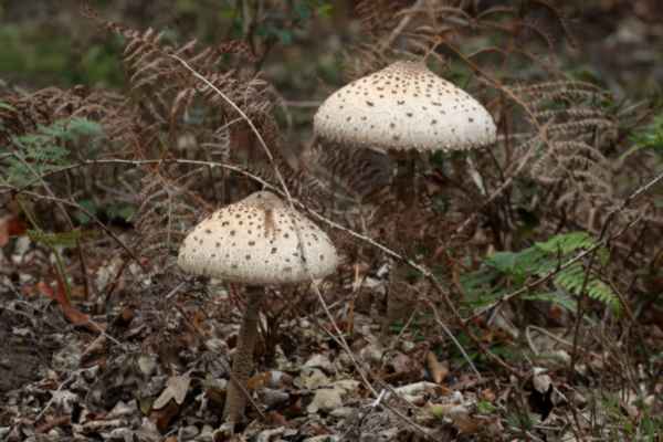 Two rather aptly named Parasol Mushrooms with rather shaggy cream and brown caps and a scale like pattern in the same colours on their stems.