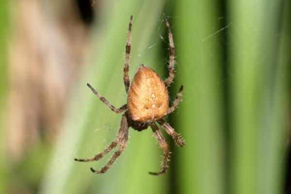 A large almost orange coloured spider with white markings on its back and banded legs is waiting for lunch in the centre of its web.