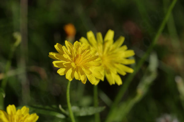 A couple of bright yellow dandelion type flowers on long stalks.