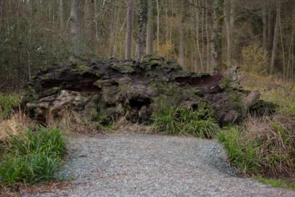 The trunk of a large fallen Oak tree is gradually decaying with parts covered in moss and lots of ornate fissure and crevices.