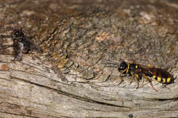 The Field Digger Wasp is very similar in appearance to the Common Wasp but is perhaps more slender and has fewer yellow markings.