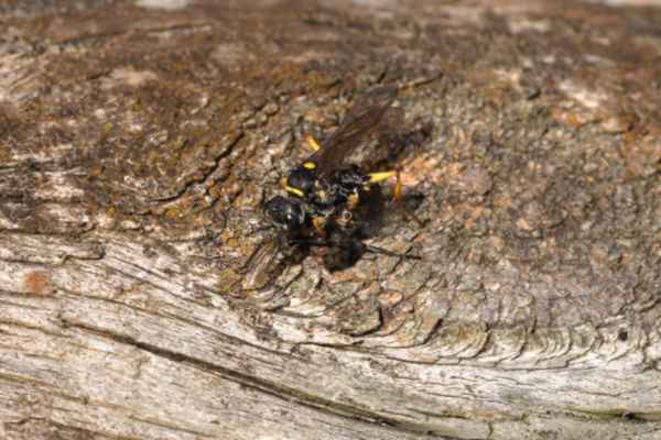 The Field Digger Wasp is very similar in appearance to the Common Wasp but is perhaps more slender and has fewer yellow markings.