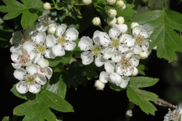 A cluster of Hawthorn Blossom each flower with five rounded white petals and white stamens topped with pink anthers.