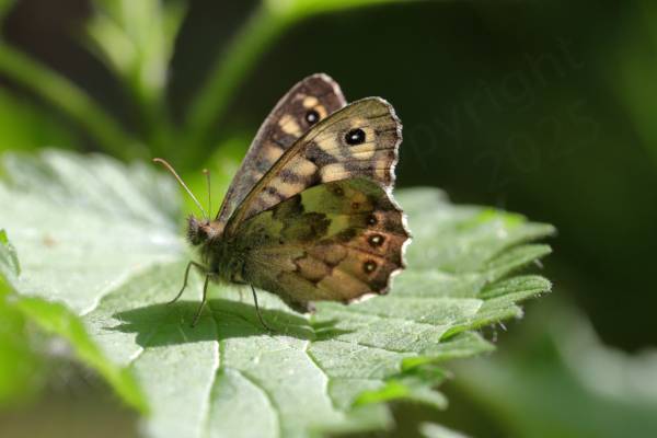 A Speckled Wood Butterfly with its wings folded and resting on a large nettle leaf.