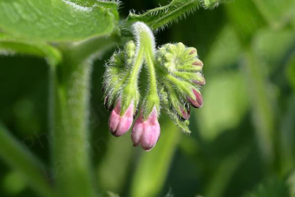 A small cluster of pink tubular Comfrey flowers drooping below hairy leaves and stems.