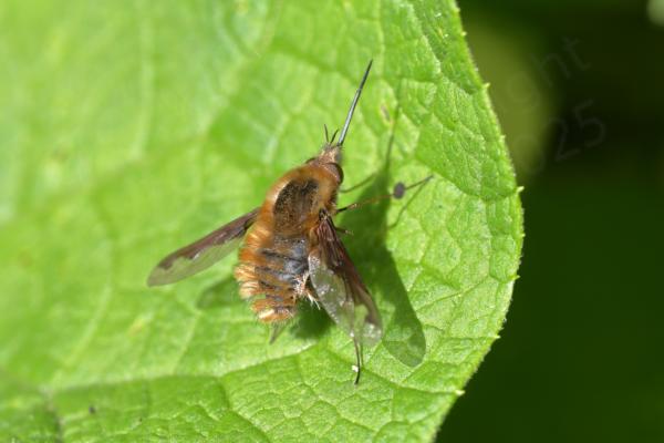 A golden brown hairy Bee fly is resting on a leaf.