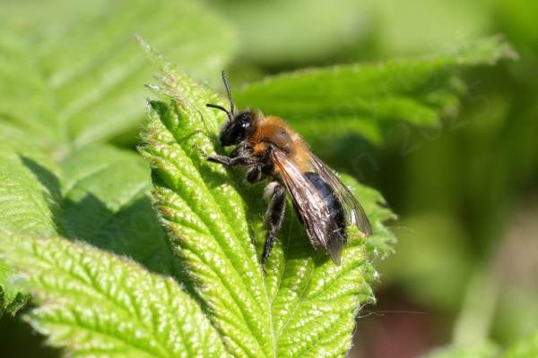 Resting on a leaf is a small Bee mostly black in colour but with long golden brown hair covering its thorax.