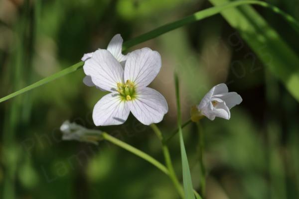 A Cuckooflower with four broad pinkish white petals and green stamens with yellow anthers on top.