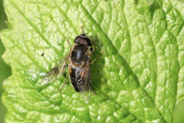 A large black and dull yellow Hoverfly is taking a break on a large green leaf.